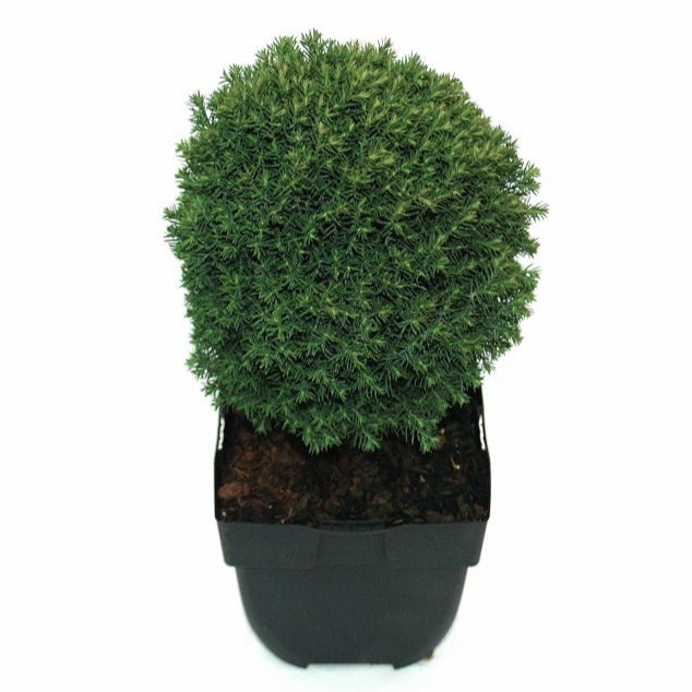 thuja