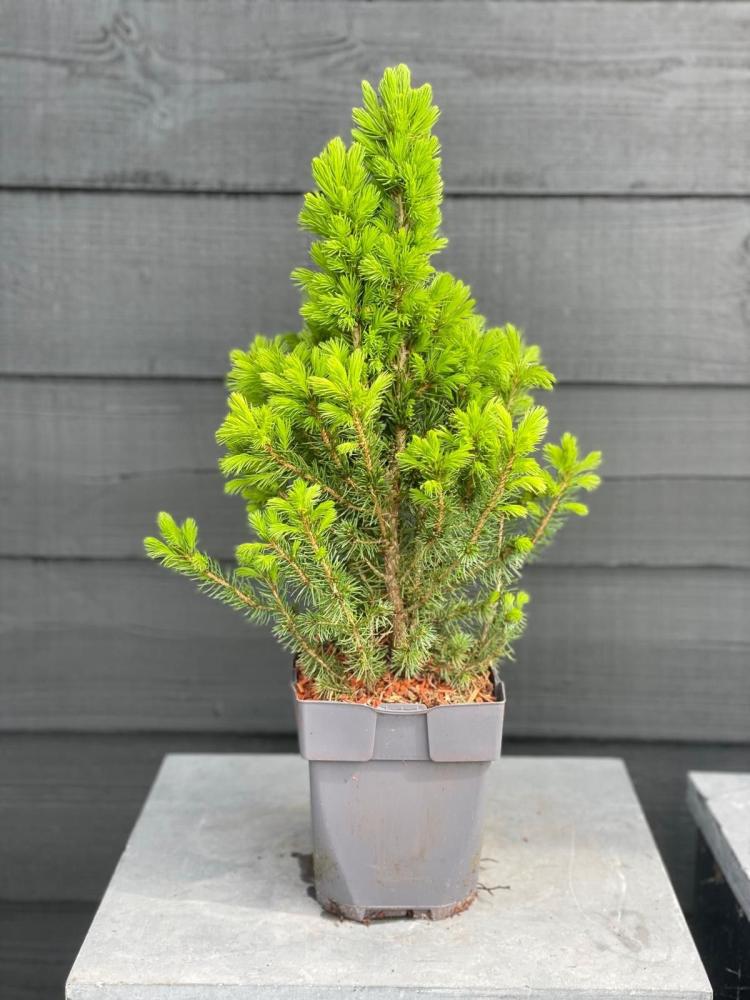 Picea