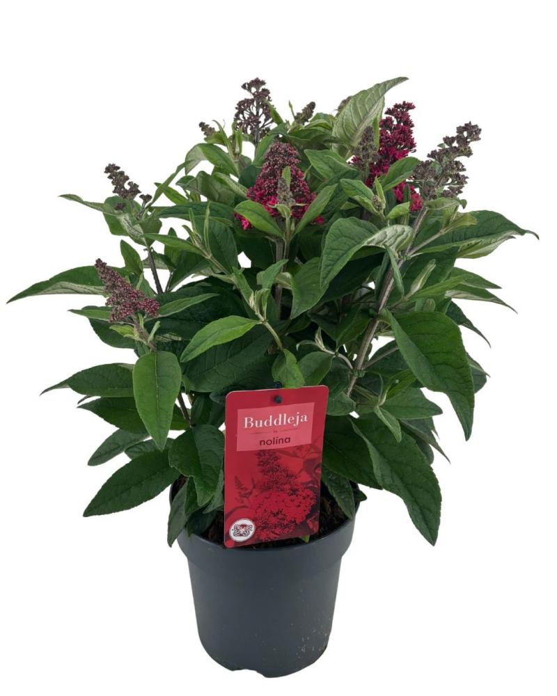 buddleja