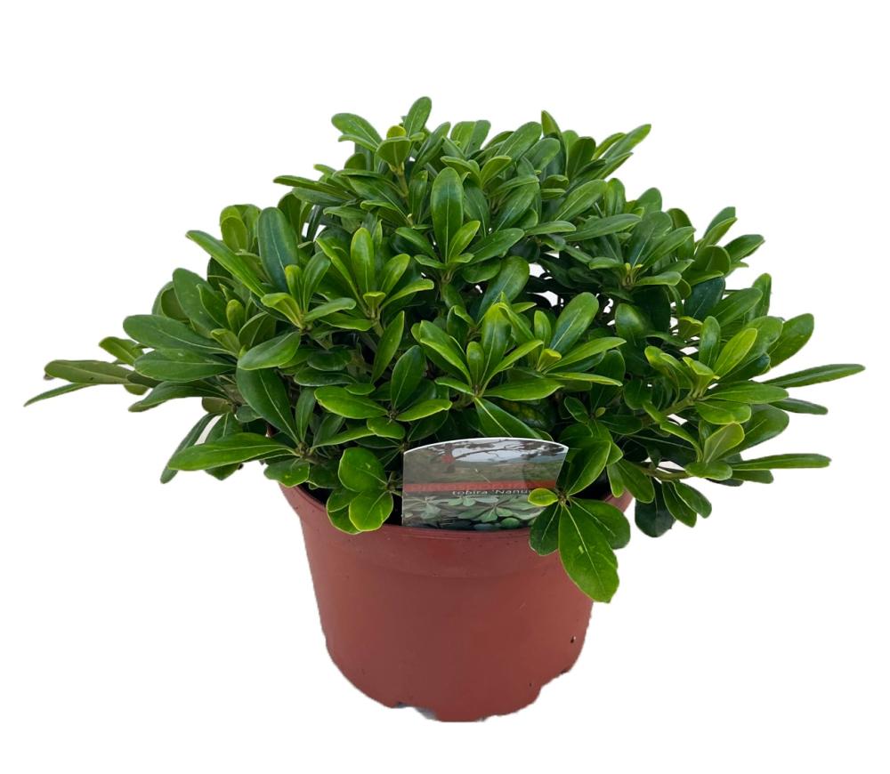 Pittosporum