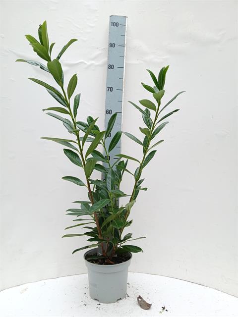 prunus