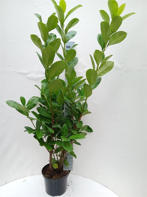 prunus