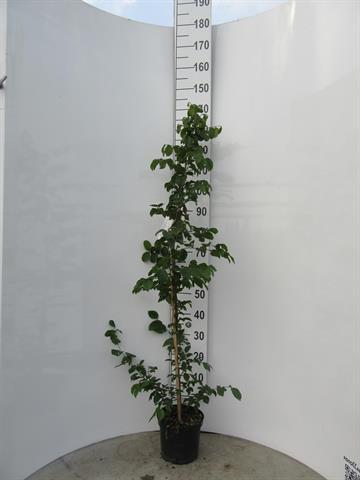 carpinus