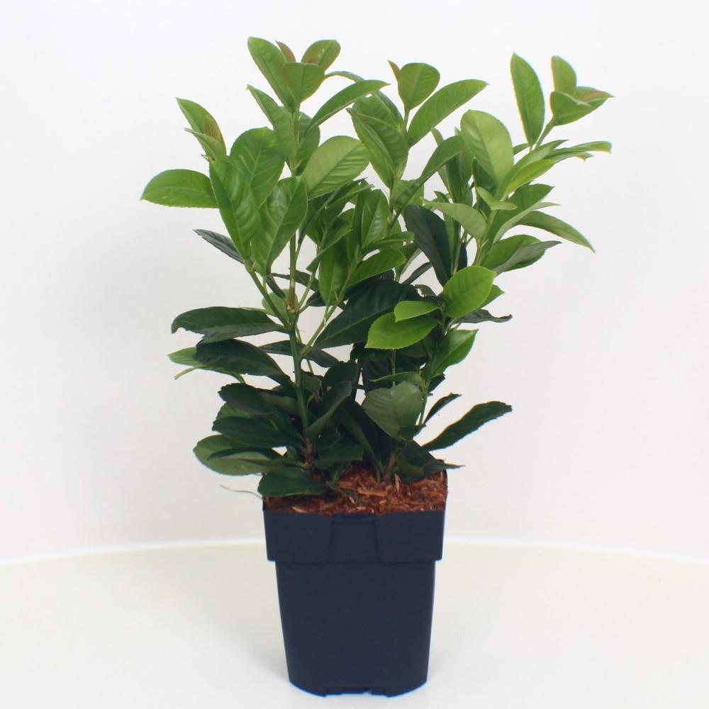 prunus