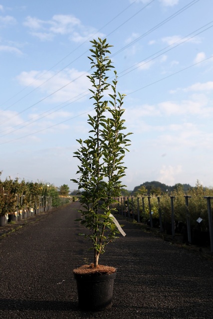carpinus