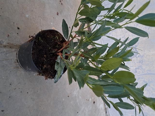 prunus