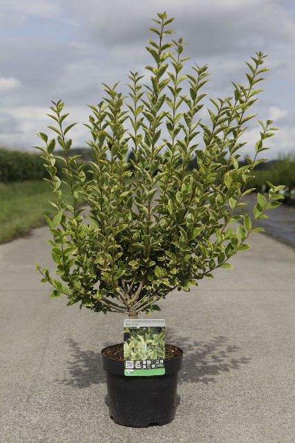 ligustrum