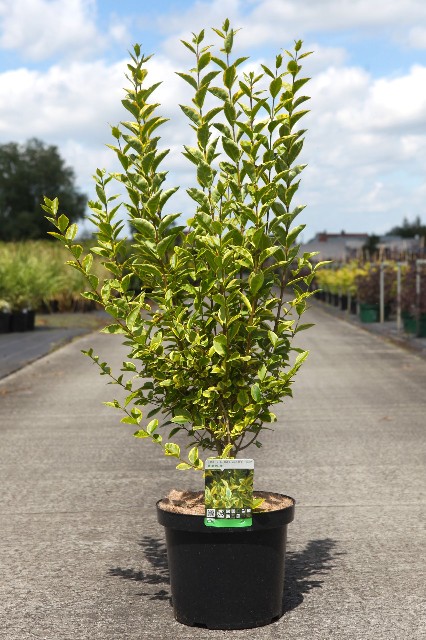 ligustrum