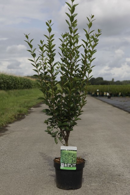 ligustrum