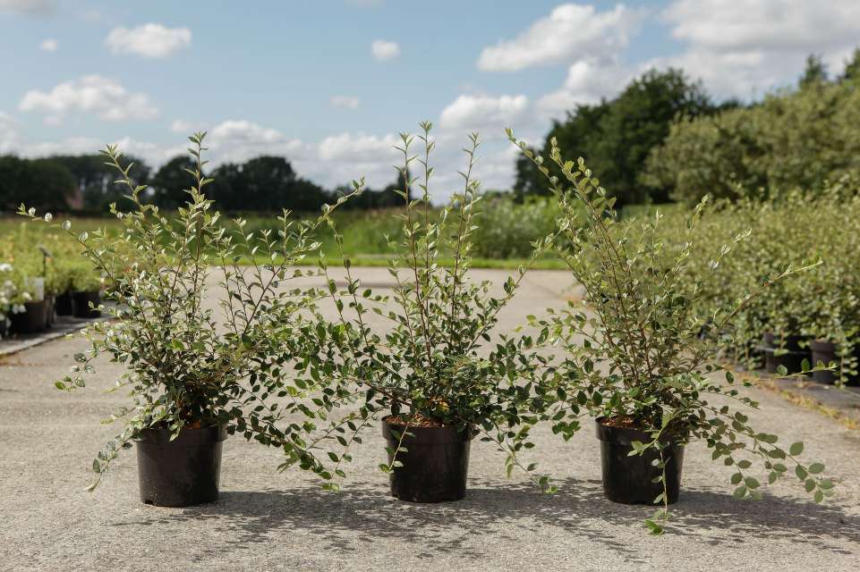 Cotoneaster