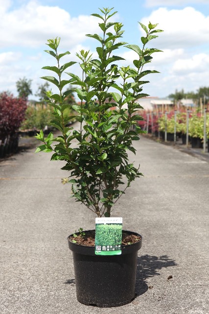 ligustrum