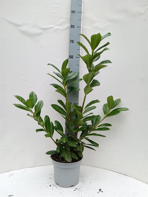 prunus