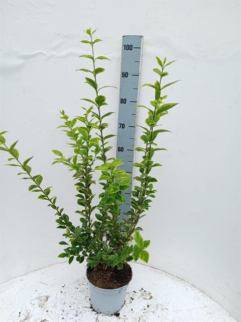 ligustrum