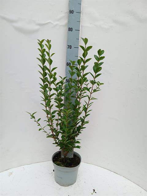 ligustrum