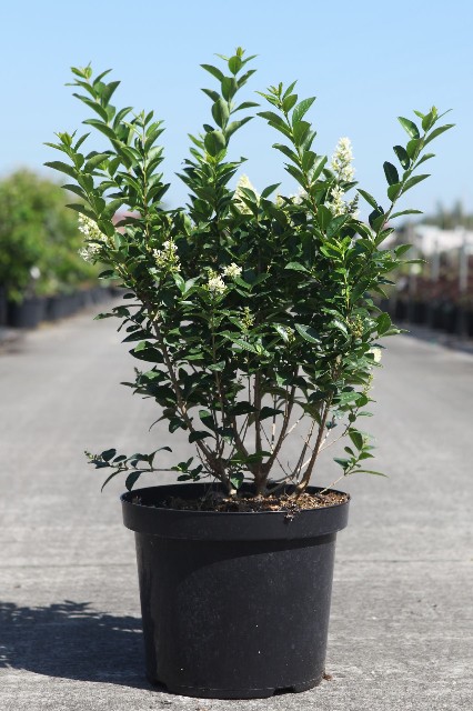 ligustrum
