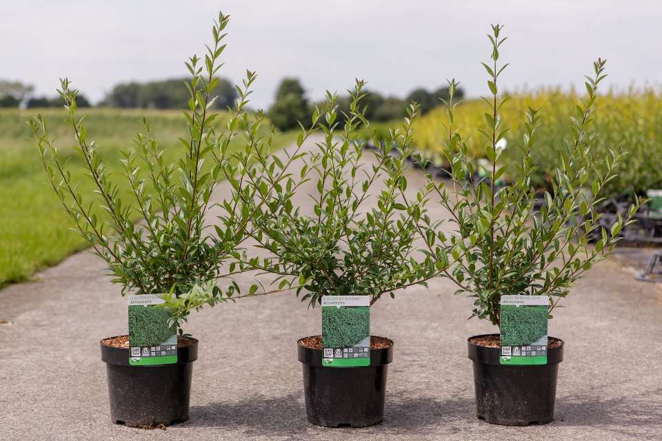 ligustrum