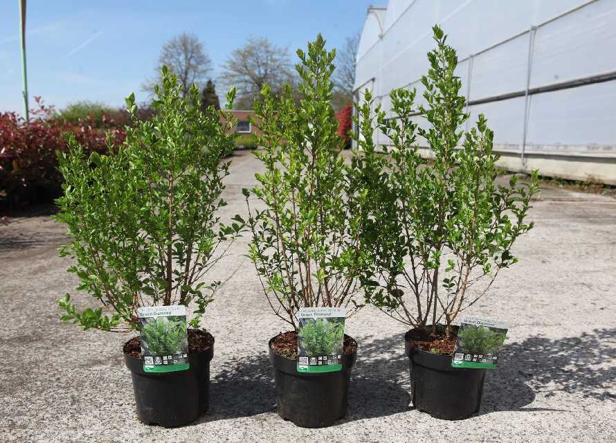 ligustrum