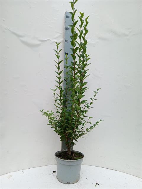 ligustrum