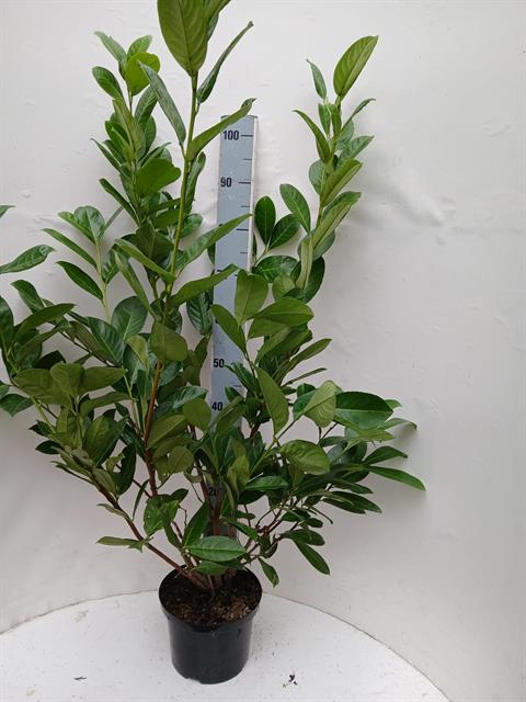 prunus
