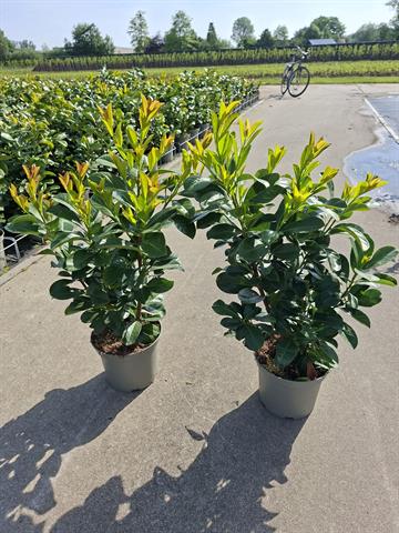 prunus