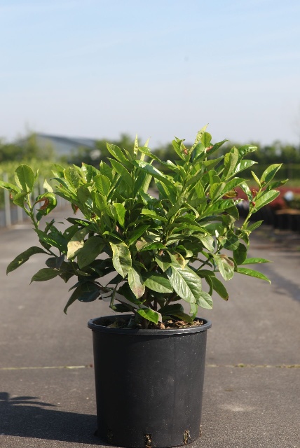 prunus