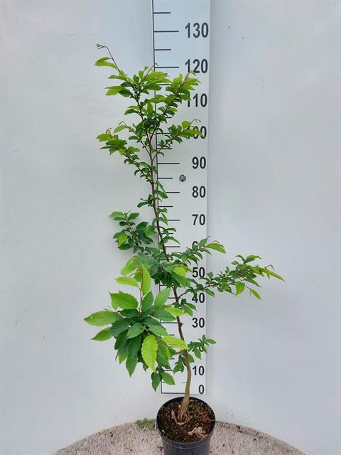 carpinus
