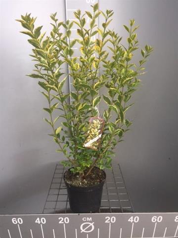 ligustrum