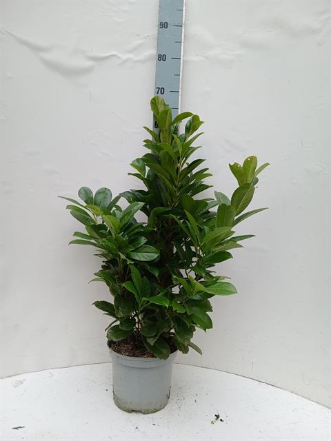 prunus