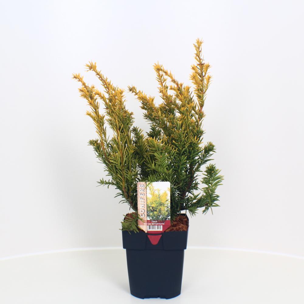 taxus
