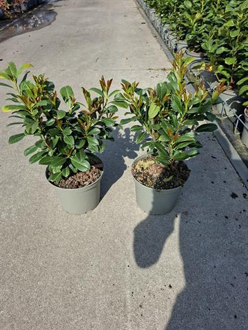 prunus