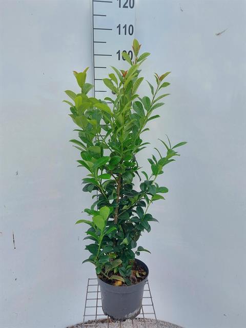 prunus