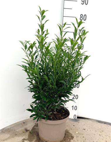 plantes de haies