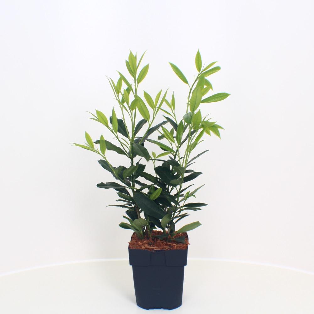prunus