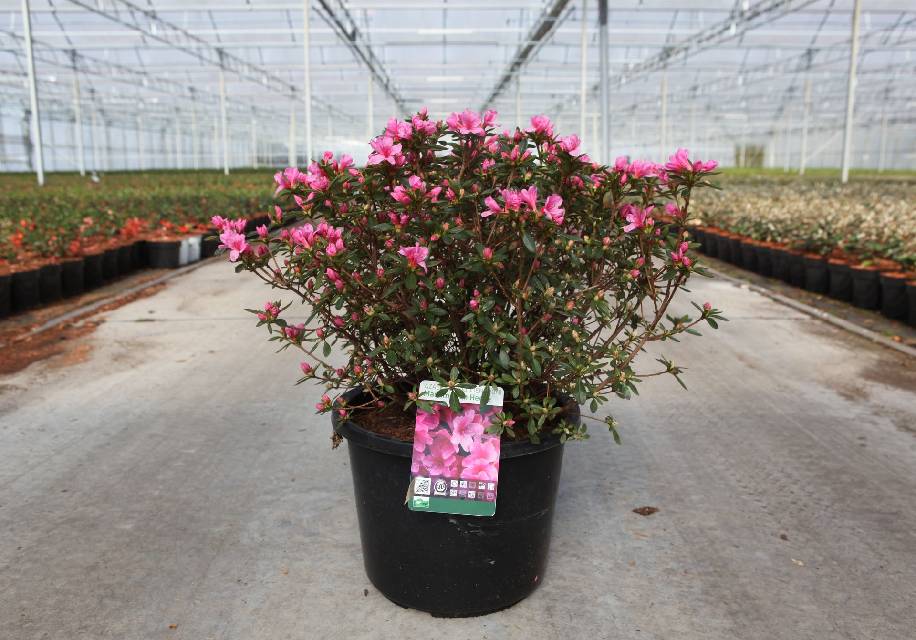 azalea japonica