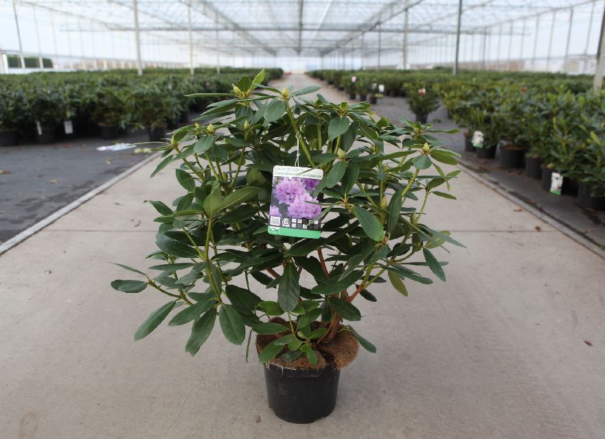 rhododendron hybride