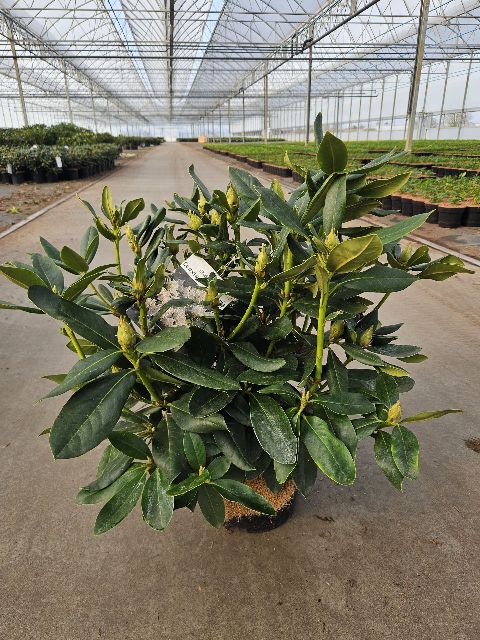 rhododendron hybride