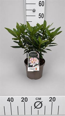 rhododendron yakushimanum