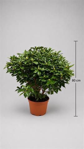 rhododendron hybride