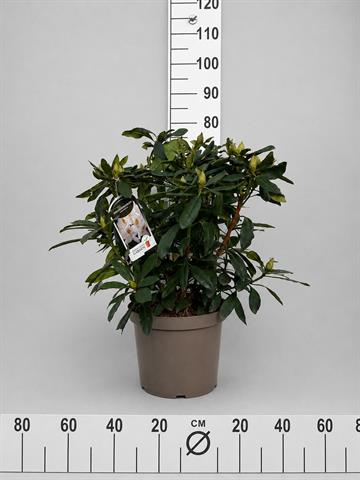 rhododendron hybride