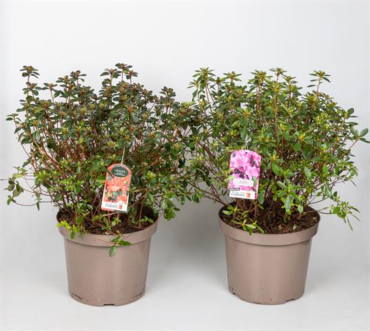 azalea japonica