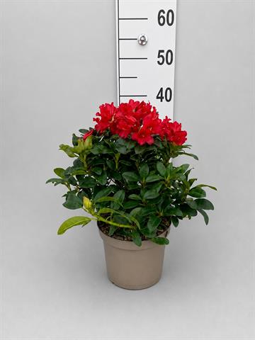 rhododendron nain
