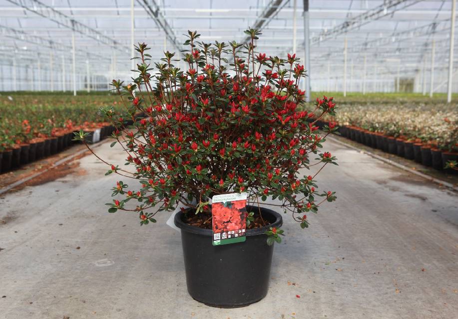 azalea japonica