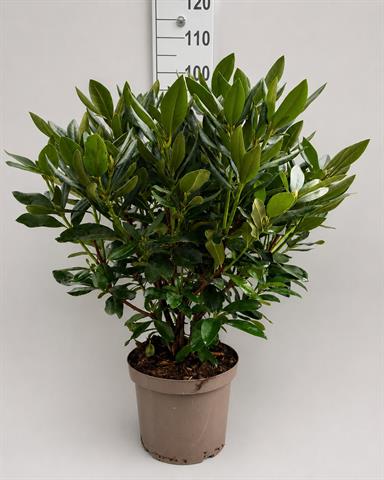 rhododendron hybride