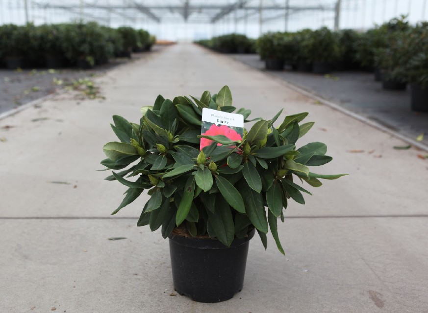 rhododendron yakushimanum