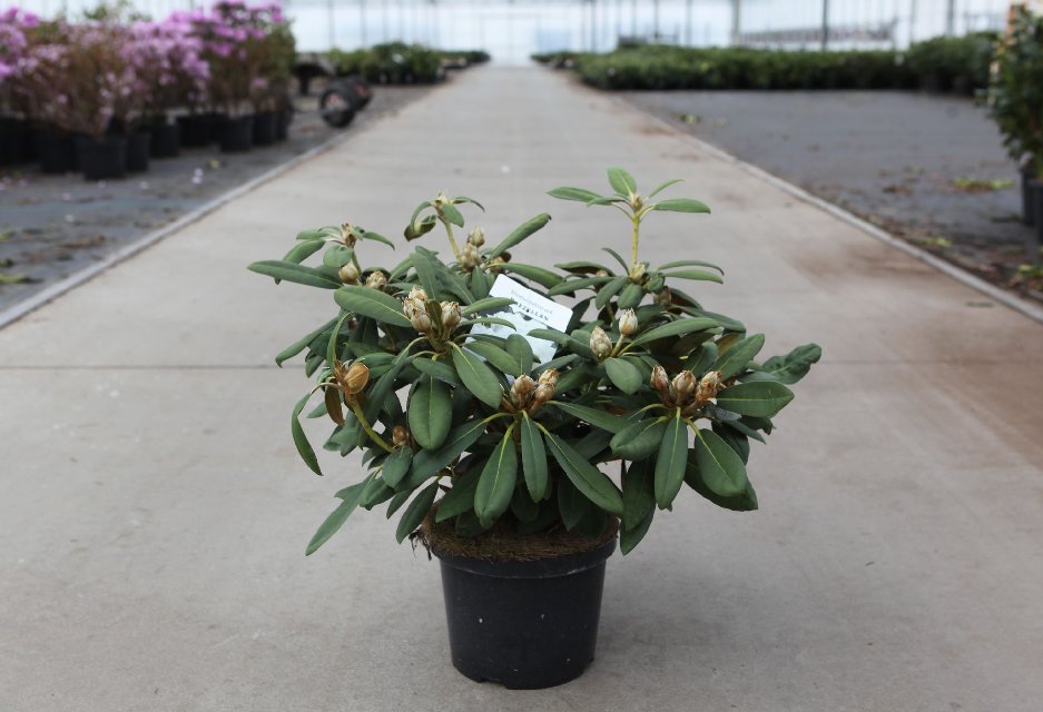 rhododendron yakushimanum