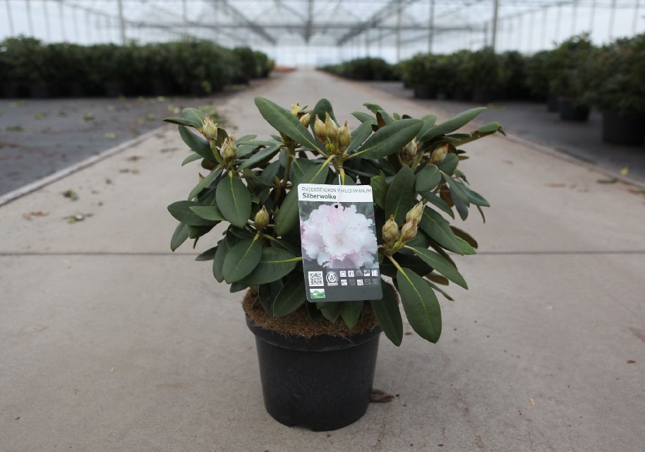 Rhododendron yakushimanum