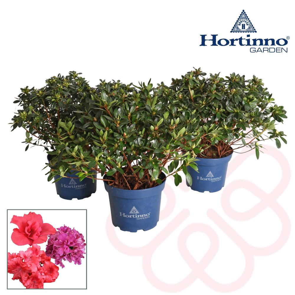 azalea japonica
