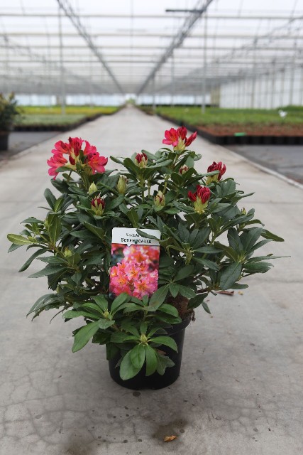 rhododendron hybride