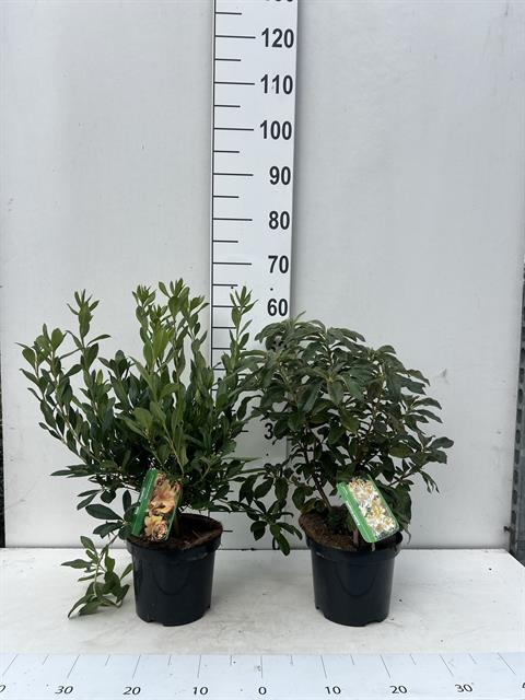 azalea mollis
