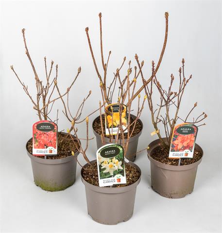 azalea mollis